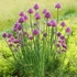 Metélőhagyma - Allium schoenoprasum