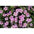 Bakopa - Bacopa Scopia Great Pink Beauty