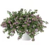 Bakopa - Bacopa Scopia Great Pink Beauty