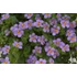 Bakopa - Bacopa Scopia Great Regal Blue