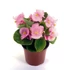 Szőlővirág (Kerti Begónia) - Begonia semperflorens Premium Pink