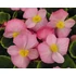 Szőlővirág (Kerti Begónia) - Begonia semperflorens Premium Pink