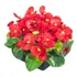 Szőlővirág (Kerti Begónia) - Begonia semperflorens Premium Red