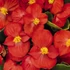 Szőlővirág (Kerti Begónia) - Begonia semperflorens Premium Red