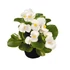 Szőlővirág (Kerti Begónia) - Begonia semperflorens Premium White