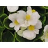 Szőlővirág (Kerti Begónia) - Begonia semperflorens Premium White