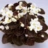Szőlővirág (Kerti Begónia) - Begonia semperflorens Senator iQ White