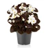 Szőlővirág (Kerti Begónia) - Begonia semperflorens Senator iQ White