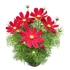 Kerti Pillangóvirág - Cosmos bippinatus Casanova Red