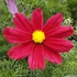 Kerti Pillangóvirág - Cosmos bippinatus Casanova Red