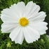 Kerti Pillangóvirág - Cosmos bippinatus Casanova White