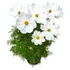 Kerti Pillangóvirág - Cosmos bippinatus Casanova White