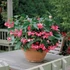 Sárkányszárny begónia - Begonia Dragon Wing Rose