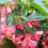 Sárkányszárny begónia - Begonia Dragon Wing Rose