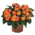 Sétányrózsa - Lantana Trinidad Orange