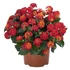Sétányrózsa - Lantana Trinidad Red