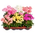 Dohánygyökér - Lewisia cotyledon Elise Mix 