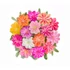 Dohánygyökér - Lewisia cotyledon Elise Mix 