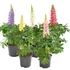 Csillagfürt - Lupinus polyphyllus EarlyPini Mix