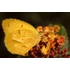 Sétányrózsa - Lantana Trinidad Orange