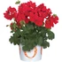 Álló Muskátli - Pelargonium Int. Santana (Dark Red)