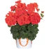Álló Muskátli - Pelargonium Int. Santana (Fire)