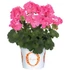 Álló Muskátli - Pelargonium Int. Santana (Pink)