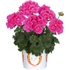 Álló Muskátli - Pelargonium Int. Santana (Pink Splash)