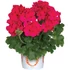 Álló Muskátli - Pelargonium Int. Santana (Purple)