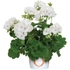 Álló Muskátli - Pelargonium Int. Santana (White)