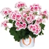 Álló Muskátli - Pelargonium Int. Santana (White Splash)